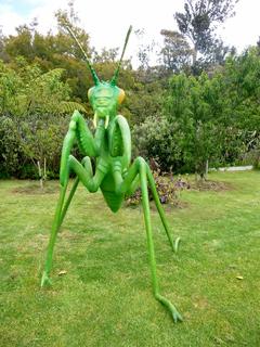 Praying Mantis
